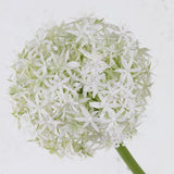 Allium grande, White, 76cm