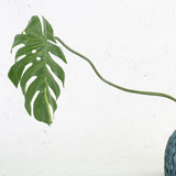 Monstera Leaf, (Cheese Plant), Artificial, 60cm