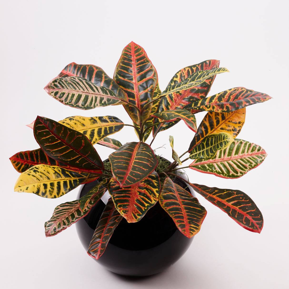 Croton Plant, Artificial, Red/Yellow/Green, H50cm