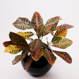 Croton Plant, Artificial, Red/Yellow/Green, H50cm