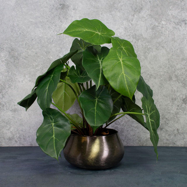 Arrowhead Plant, 50cm