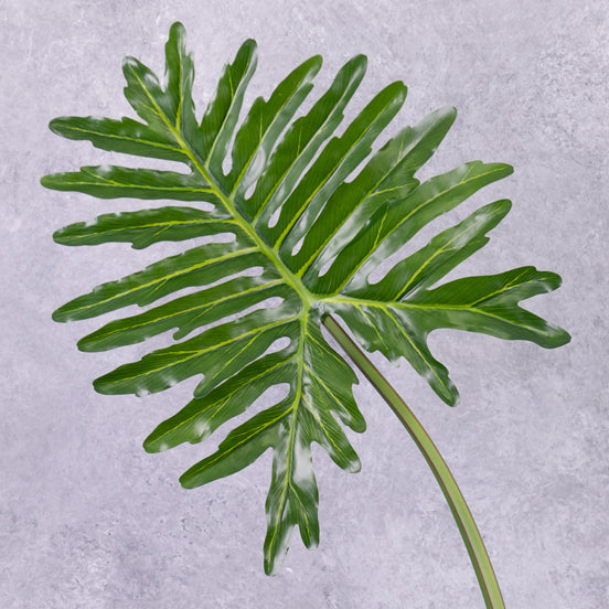 philodendron fake Philodendron Selloum Leaf "Sapa" Large, Artificial, 90cm – Atlas Flowers