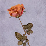 Rose Calista, Burnt Orange, 66cm, Faux