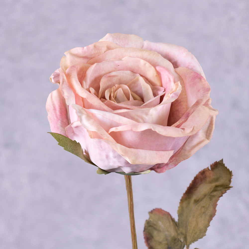 Rose Calista, Pink Blush, 66cm, Faux