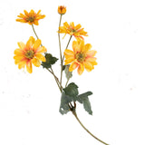 Chrysanthemum Sol, Tangerine Twist, 65cm