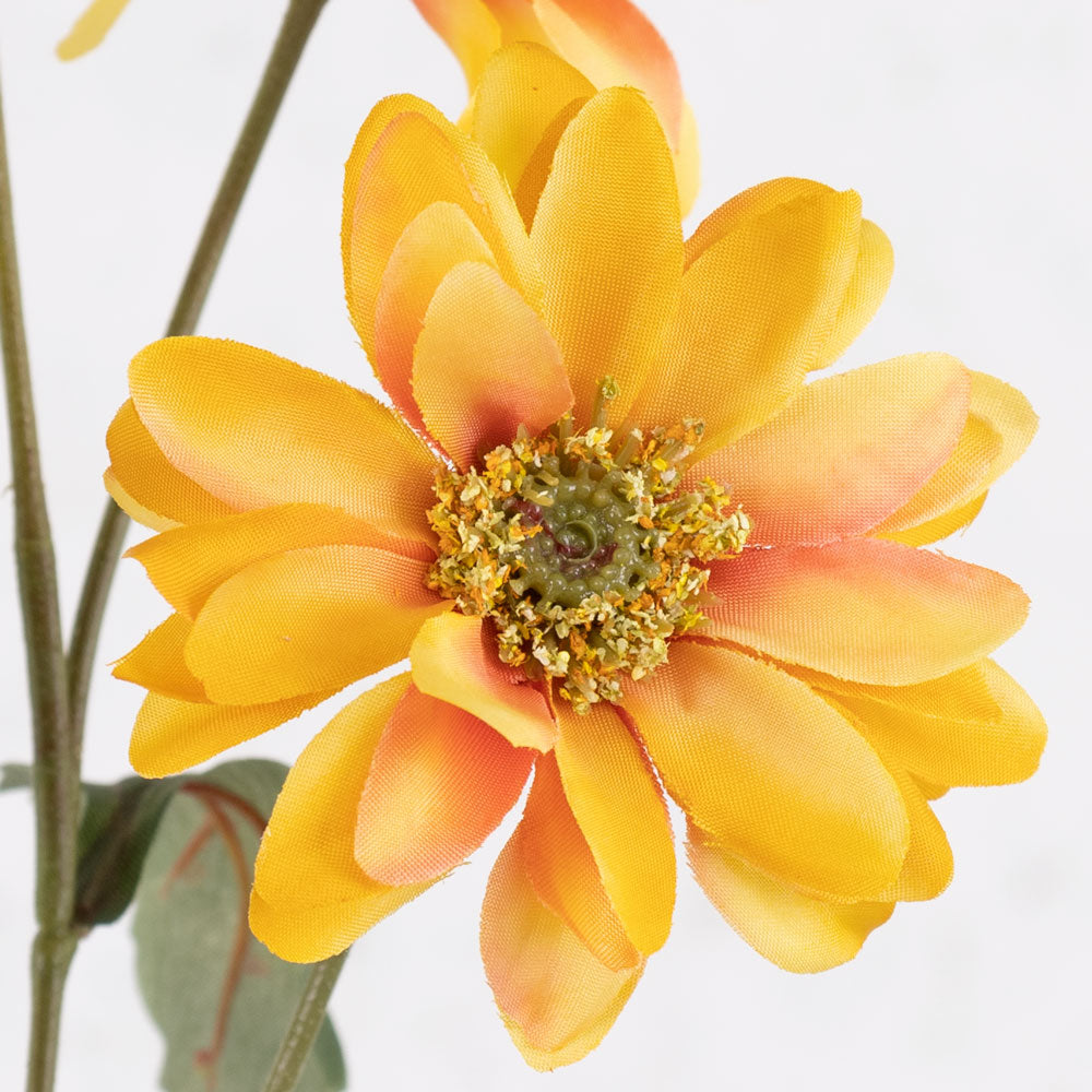 Chrysanthemum Sol, Tangerine Twist, 65cm