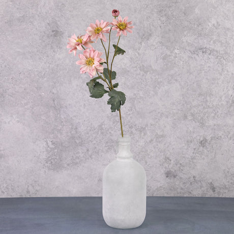 Chrysanthemum Sol, Raspberry Cream, 65cm
