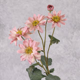Chrysanthemum Sol, Raspberry Cream, 65cm