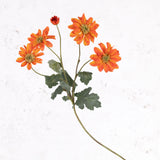 Chrysanthemum Sol, Acid Orange, 65cm