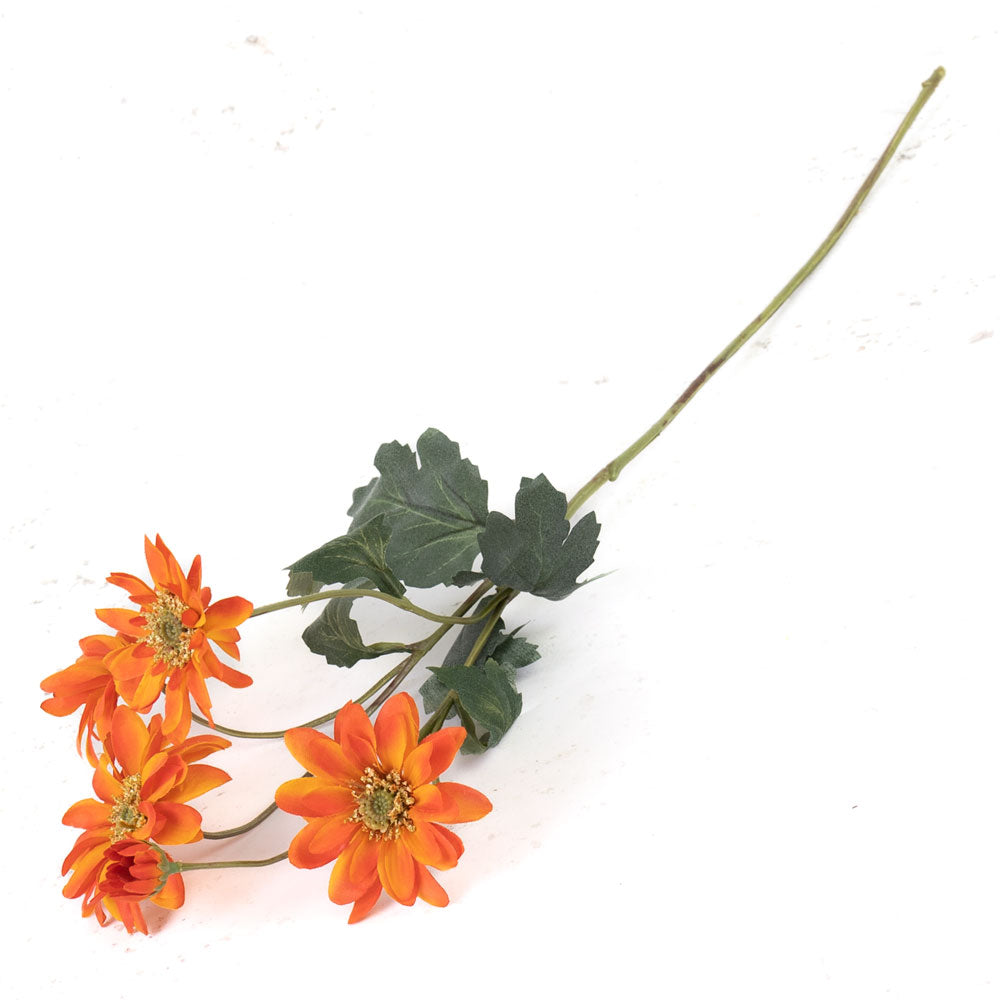 Chrysanthemum Sol, Acid Orange, 65cm