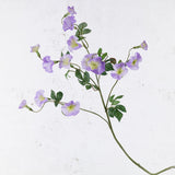 Convolvulus, Lilac, 63cm