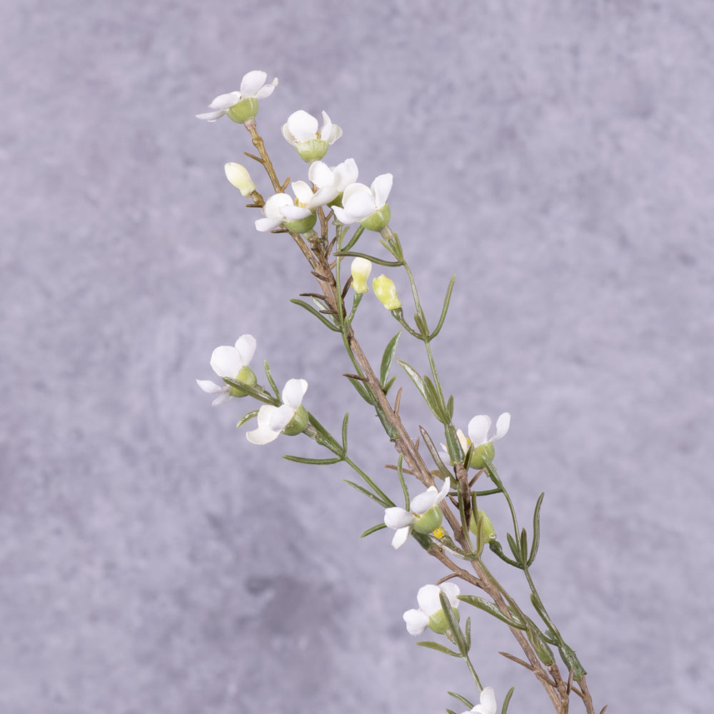 Waxflower, Cream, 78cm