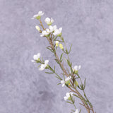 Waxflower, Cream, 78cm