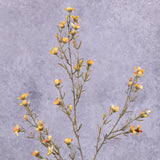 waxflower Chamelaucium golden yellow