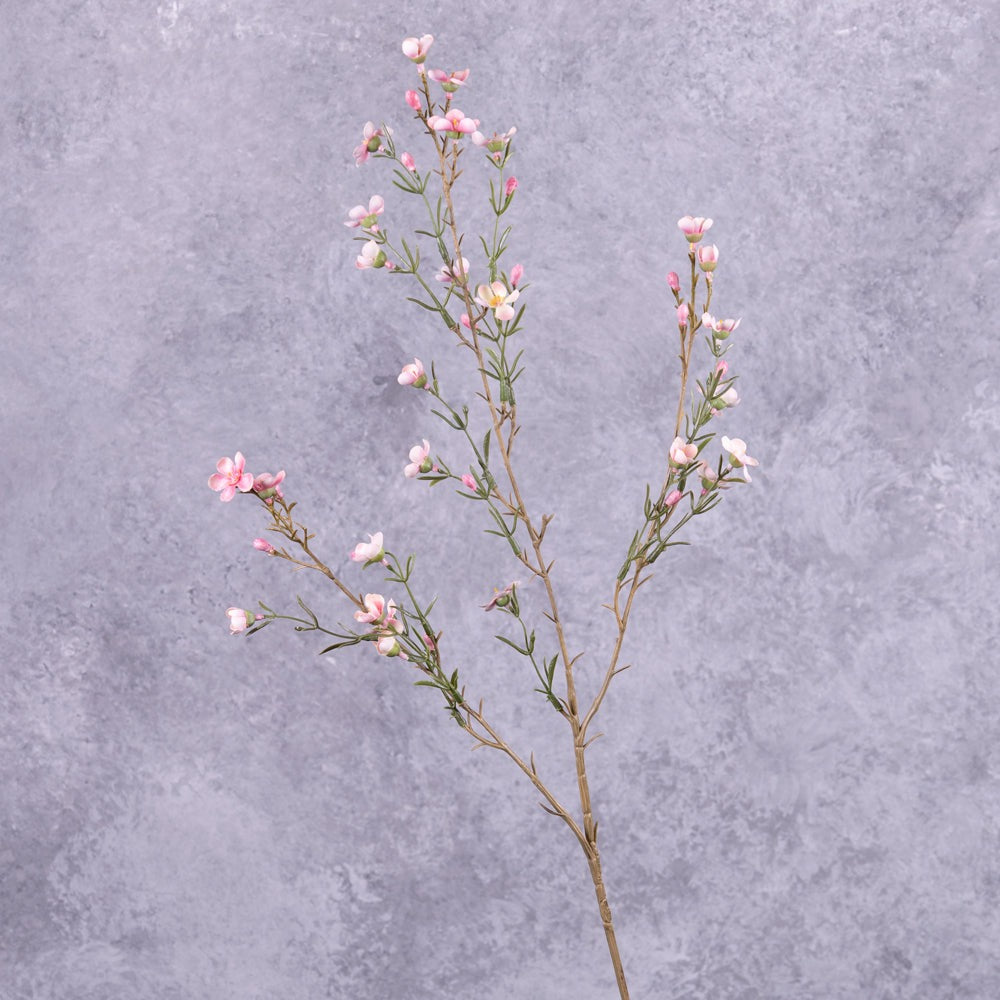 waxflower Chamelaucium pink 78cm