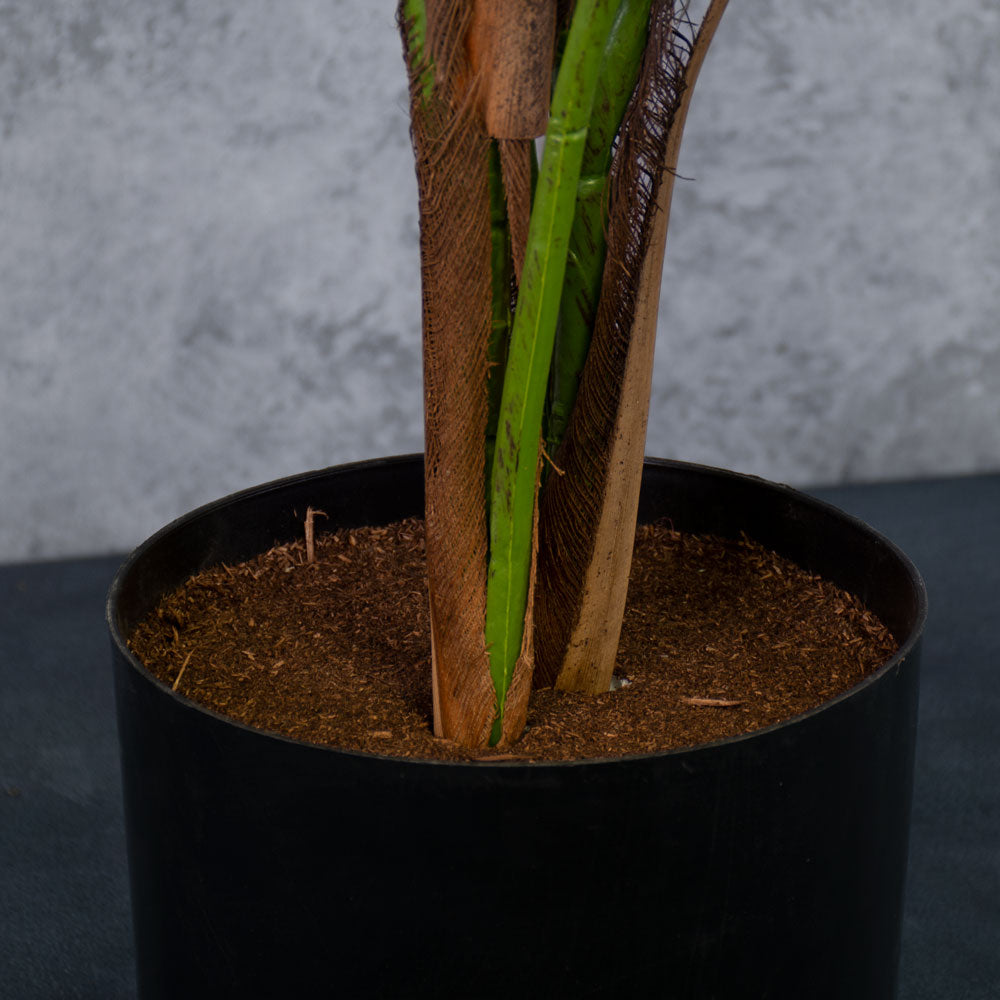 Giant Golden Pothos, base detail