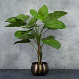 Giant Golden Pothos in XL brushed black pot cover