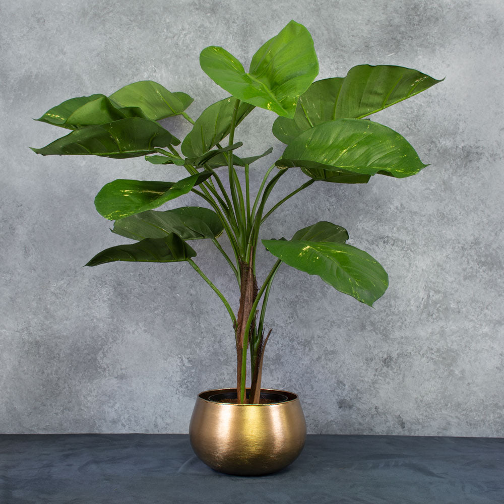 Giant Golden Pothos in XL brushed gold pot cover