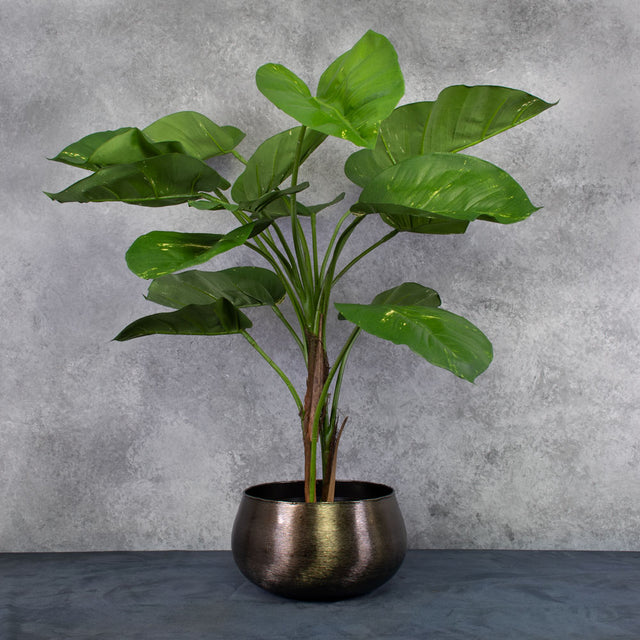 Giant Golden Pothos in XXL brushed black pot cover