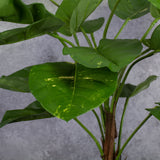 Giant Golden Pothos, leaf detail