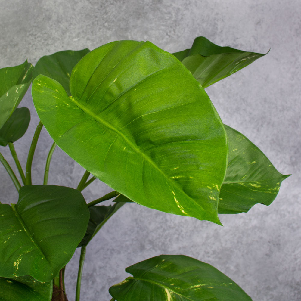 Giant Golden Pothos, leaf detail