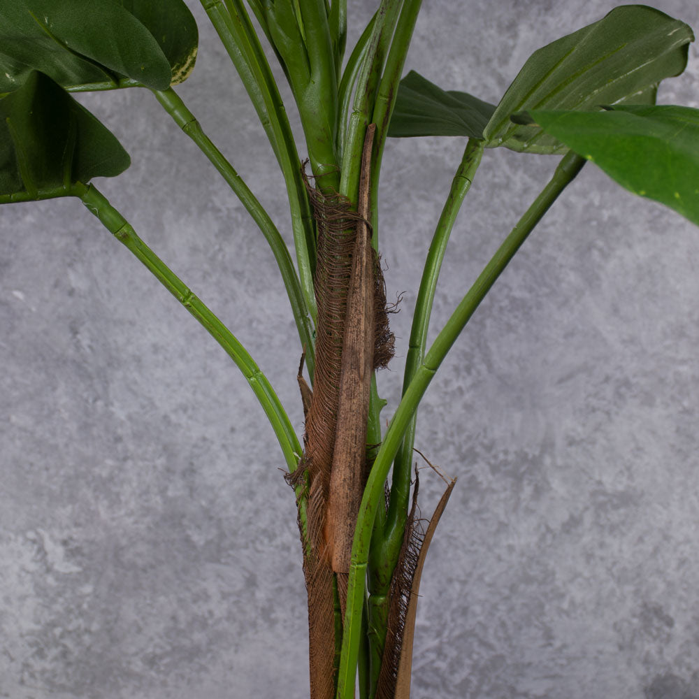 Giant Golden Pothos, stem detail