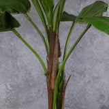 Giant Golden Pothos, stem detail