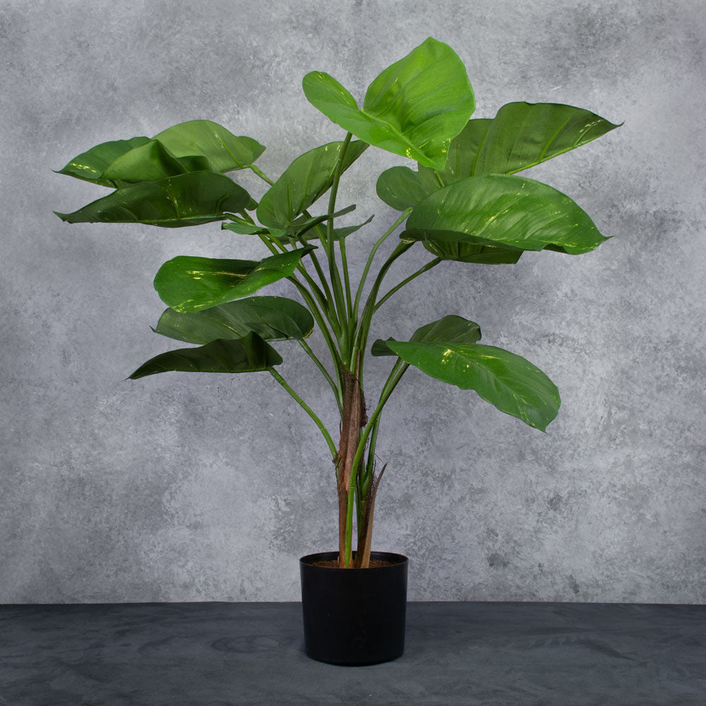 Giant Golden Pothos, 85cm, In Pot, UV safe