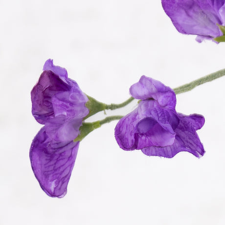 Sweet Pea, Lathyrus, Violet, 64cm