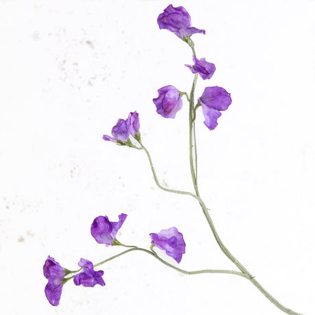 Sweet Pea, Lathyrus, Violet, 64cm