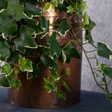 Ivy (hedera gala) Hanger, Artificial, Green / White, 65cm, UV