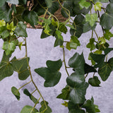 Ivy (hedera gala) Hanger, 65cm, UV