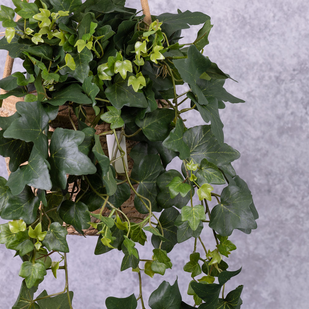 Ivy (hedera gala) Hanger, 65cm, UV