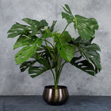 Monstera Plant in XL brushed metal black pot cover