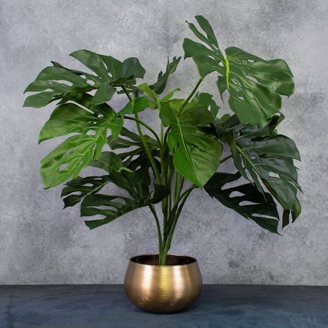 Monstera Plant in XL brushed metal gold pot cover