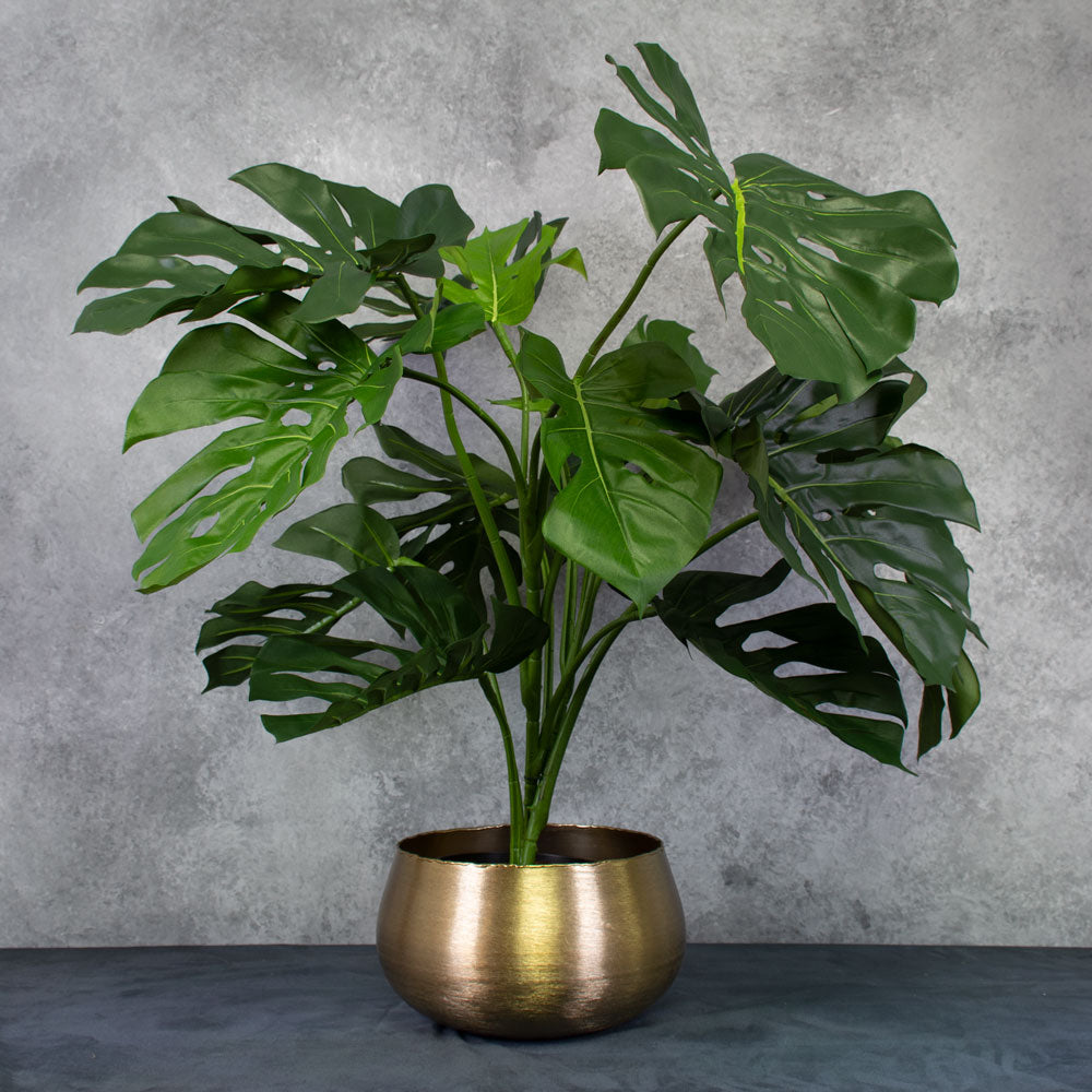 Monstera Plant in XXL brushed metal gold pot cover