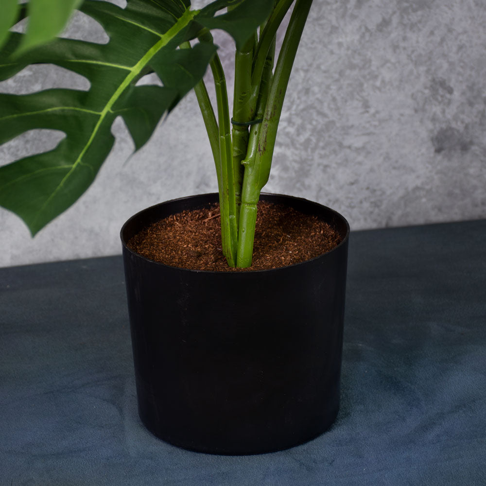 Monstera Plant pot and base details