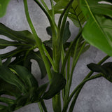 Monstera Plant stems detail