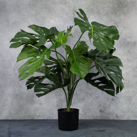 Monstera Plant in supplied pot