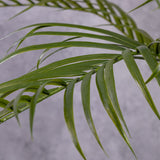 Areca Palm, 175cm, UV Safe, In Pot