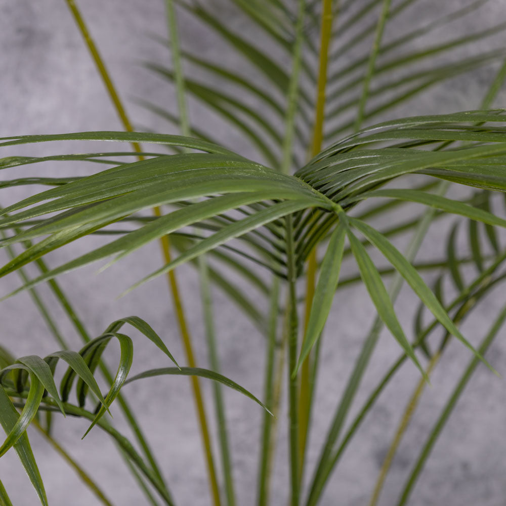 Areca Palm, 175cm, UV Safe, In Pot