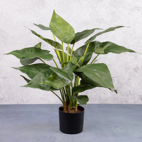 Alocasia cucullata, Ø50cm x 45cm in Pot