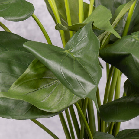 Alocasia cucullata, Ø50cm x 45cm in Pot