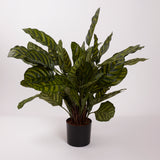 Calathea makoyana, Artificial, 65cm Ø x 67cm, in Pot