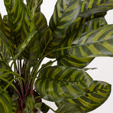 Calathea makoyana, Artificial, 65cm Ø x 67cm, in Pot
