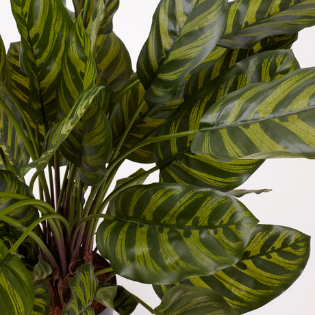 Calathea makoyana, Artificial, 65cm Ø x 67cm, in Pot