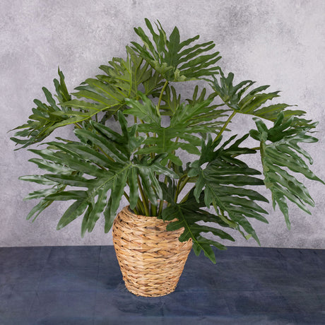 Philodendron selloum plant, Ø 115cm, H 80cm in Pot