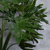 Philodendron selloum plant