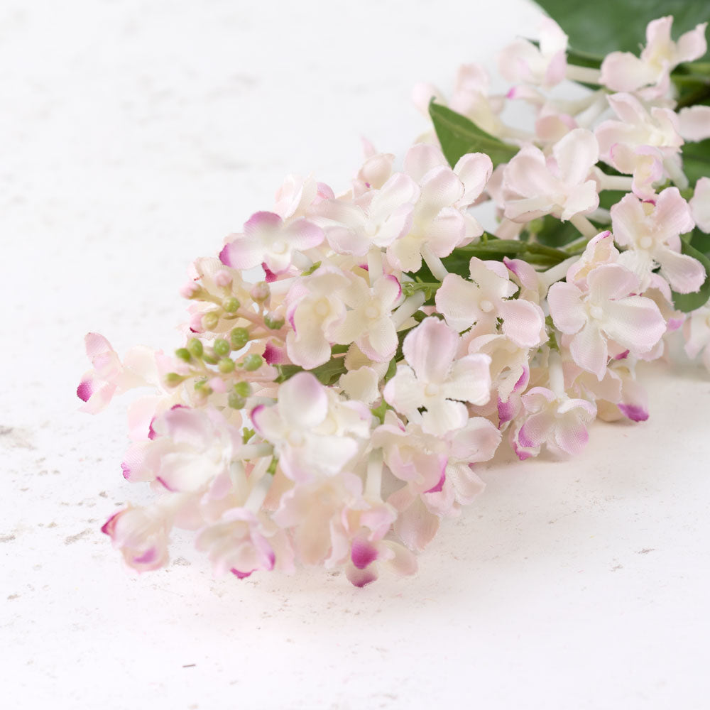 Lilac (Syringa), Light Pink, 80cm