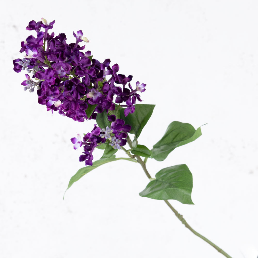 Lilac (Syringa), Purple, 80cm